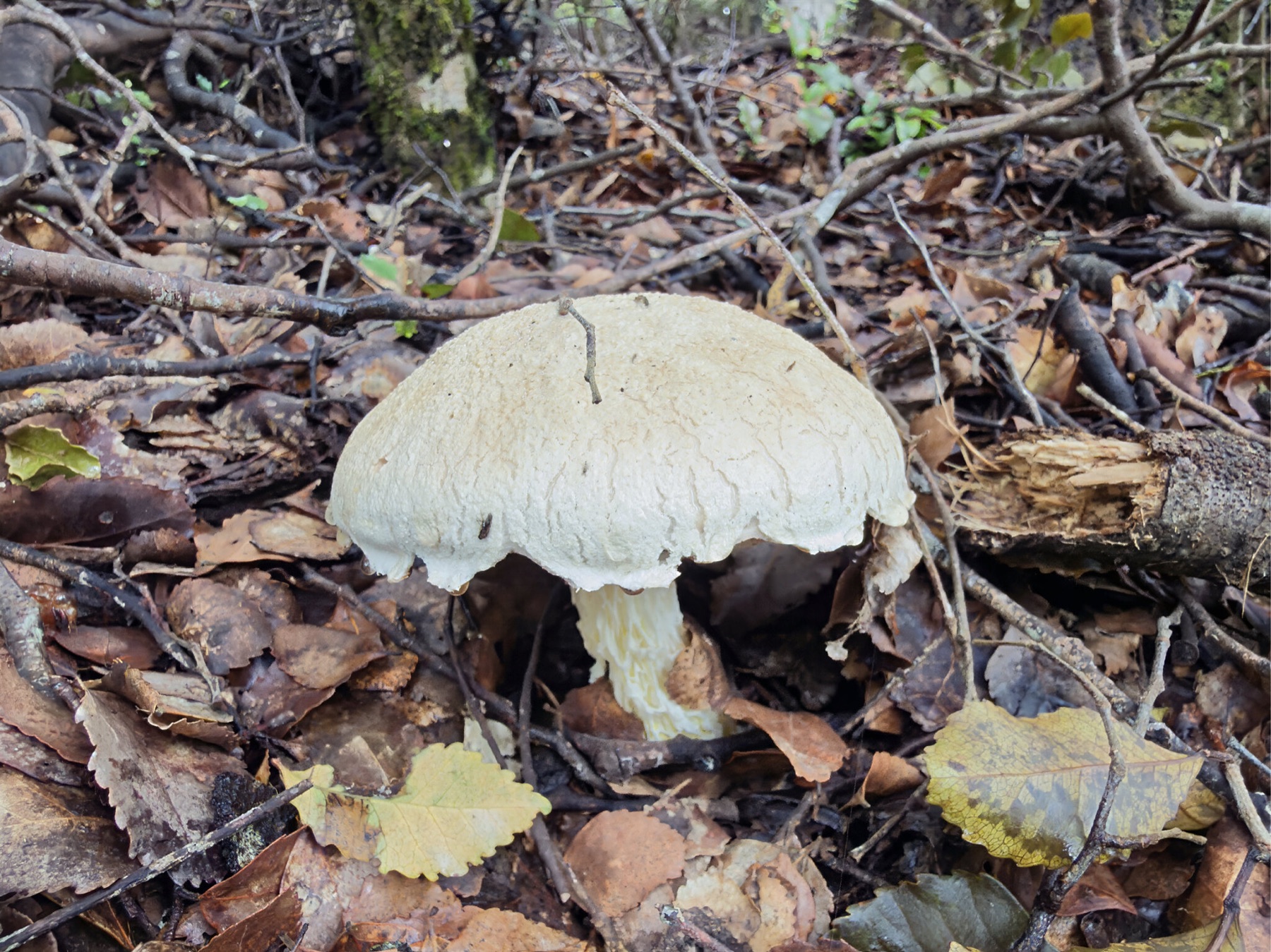 Austroboletus niveus (Austroboletus niveus)