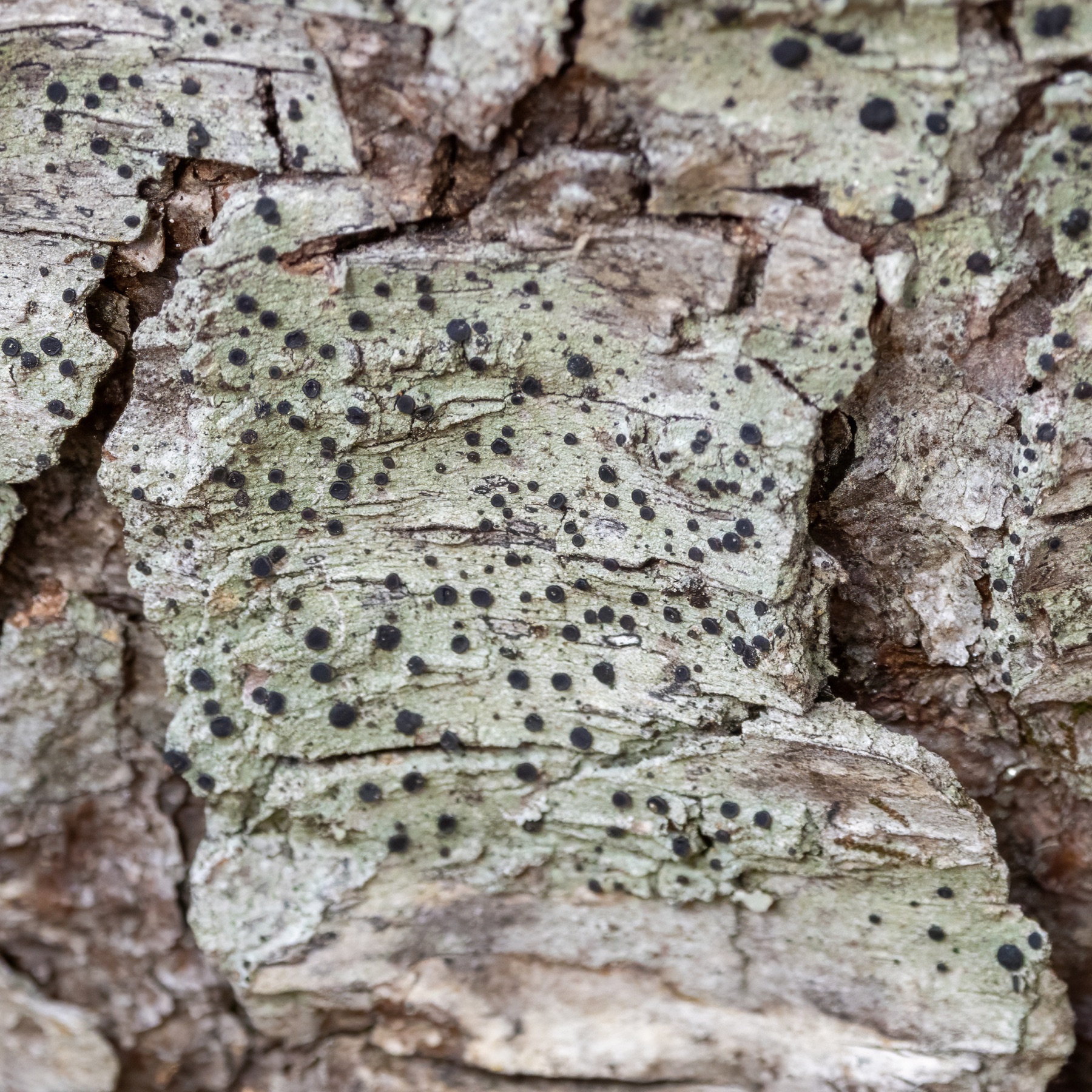 Bacidia schweinitzii (Bacidia schweinitzii)