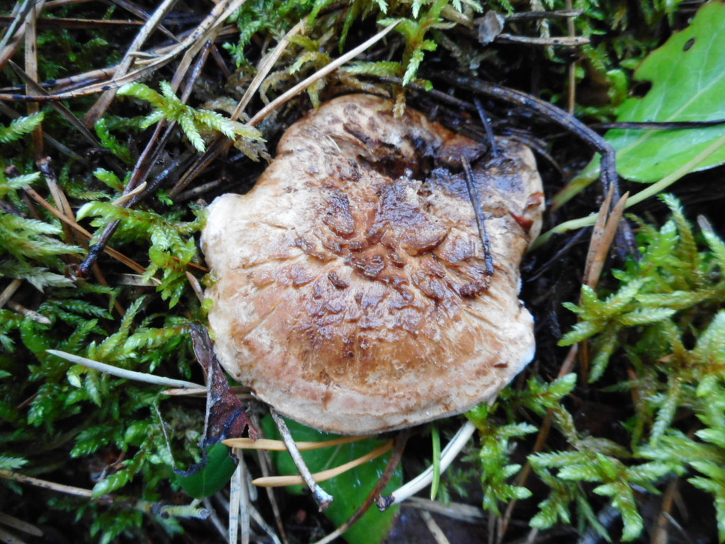 Bankera enfumée (Bankera fuligineoalba)
