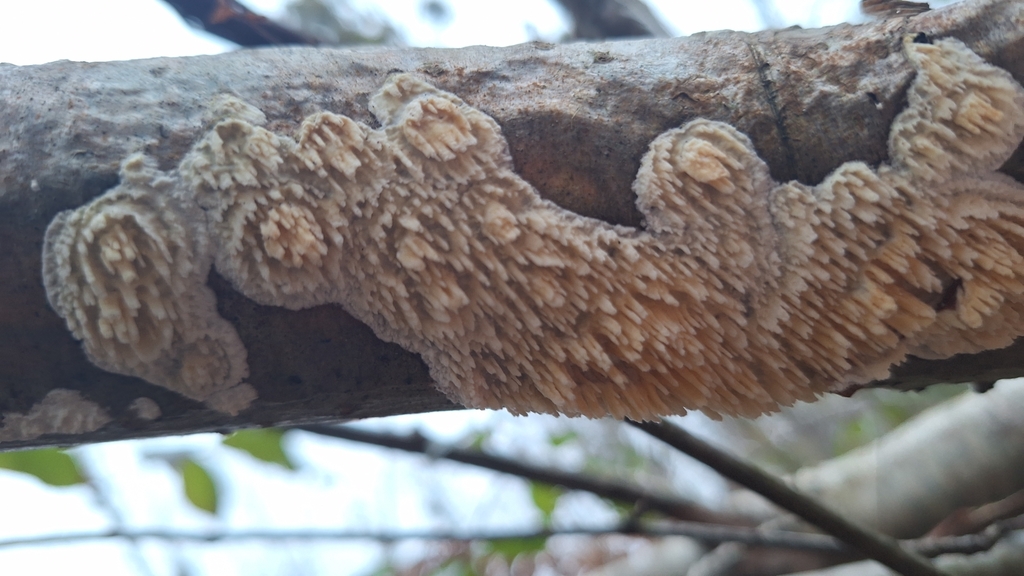 Basidioradulum rugueux (Basidioradulum radula)
