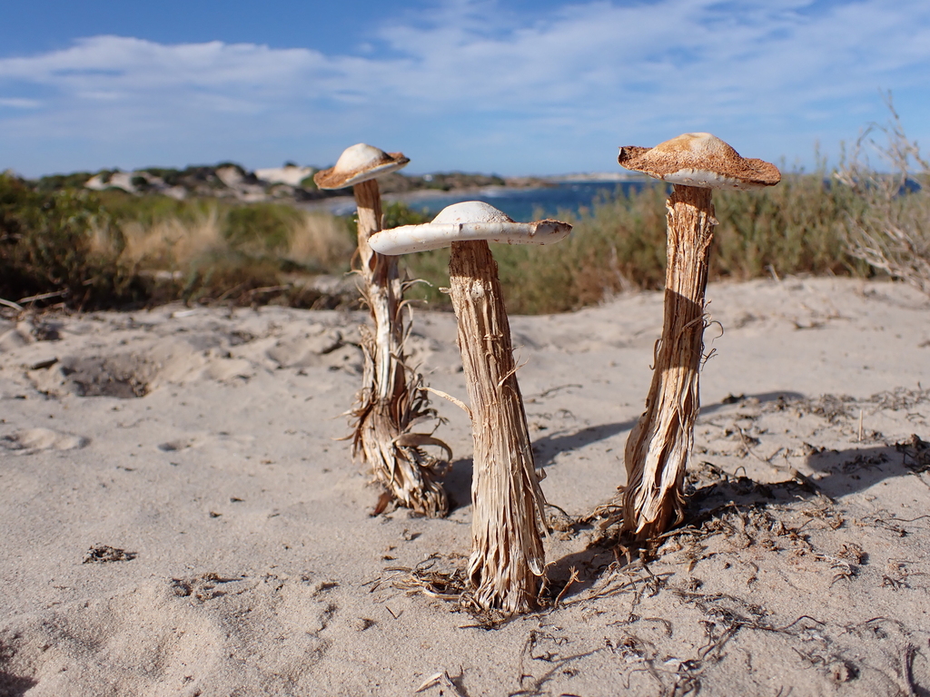 Battarrée phalloïde (Battarrea phalloides)