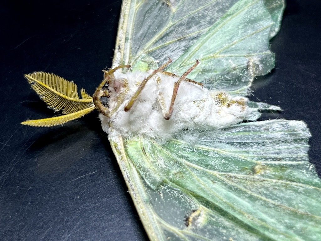 Beauveria blanche (Beauveria bassiana)