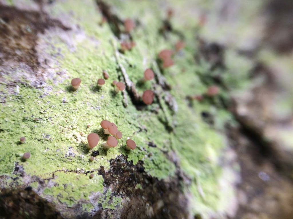 Béomyce brunâtre (Baeomyces rufus)