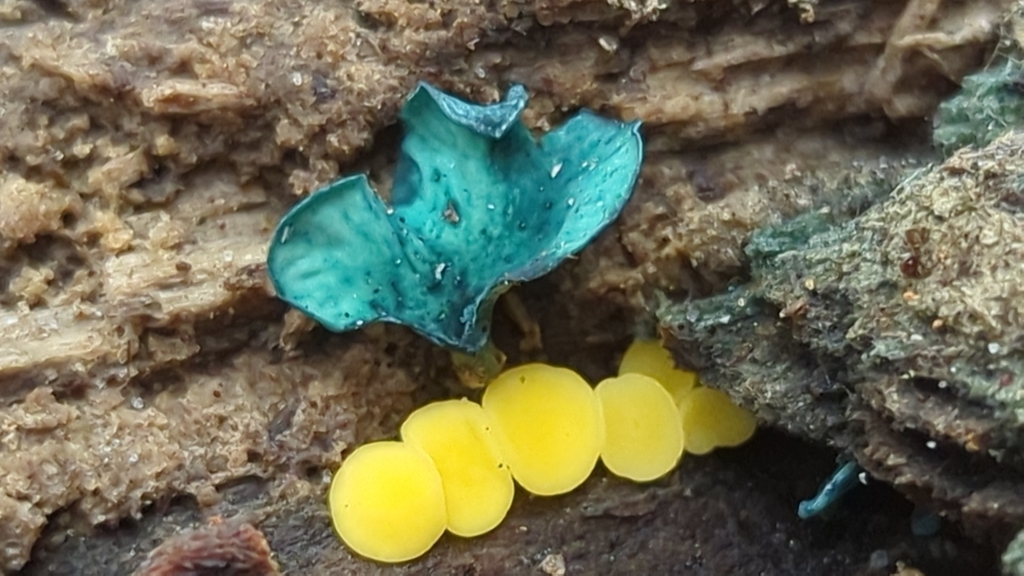 Bisporelle citrine (Bisporella citrina)