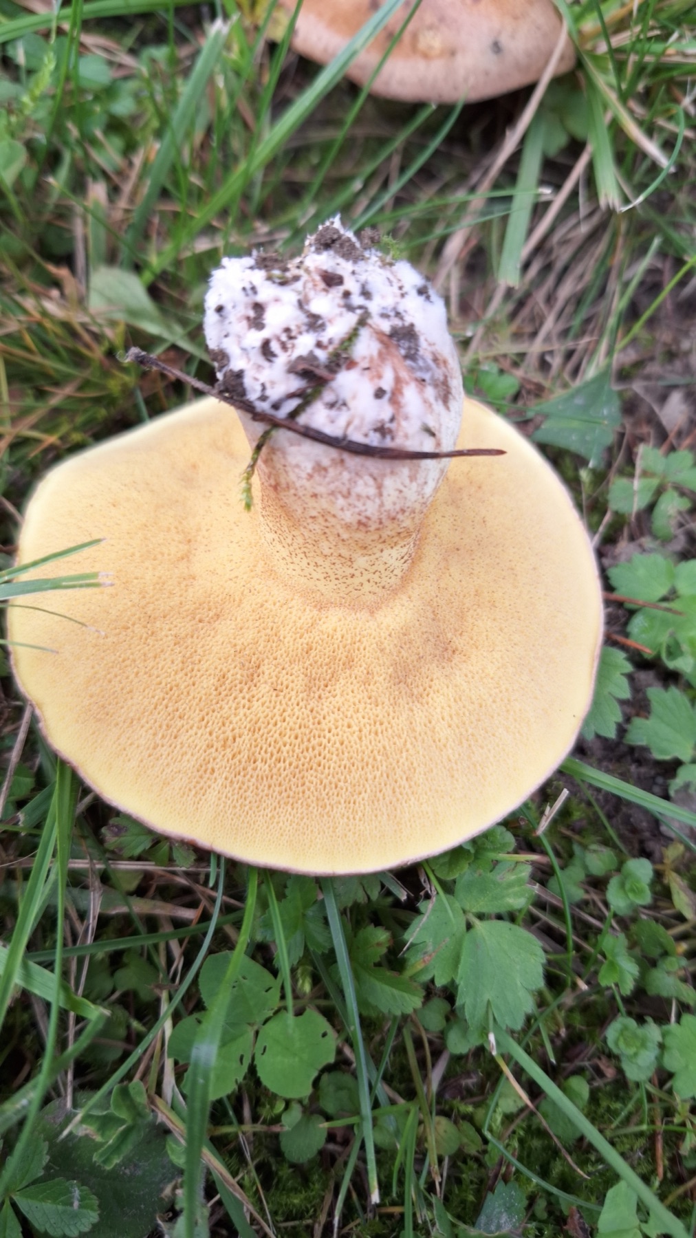Bolet à base rose (Suillus collinitus)