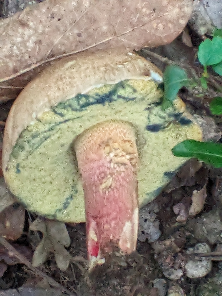 Bolet à beau pied (Caloboletus calopus)
