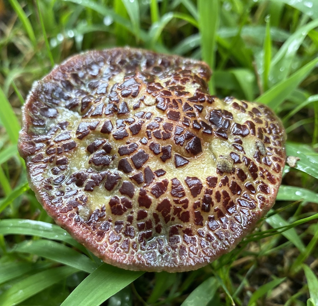 Bolet à chair jaune (Xerocomellus chrysenteron)