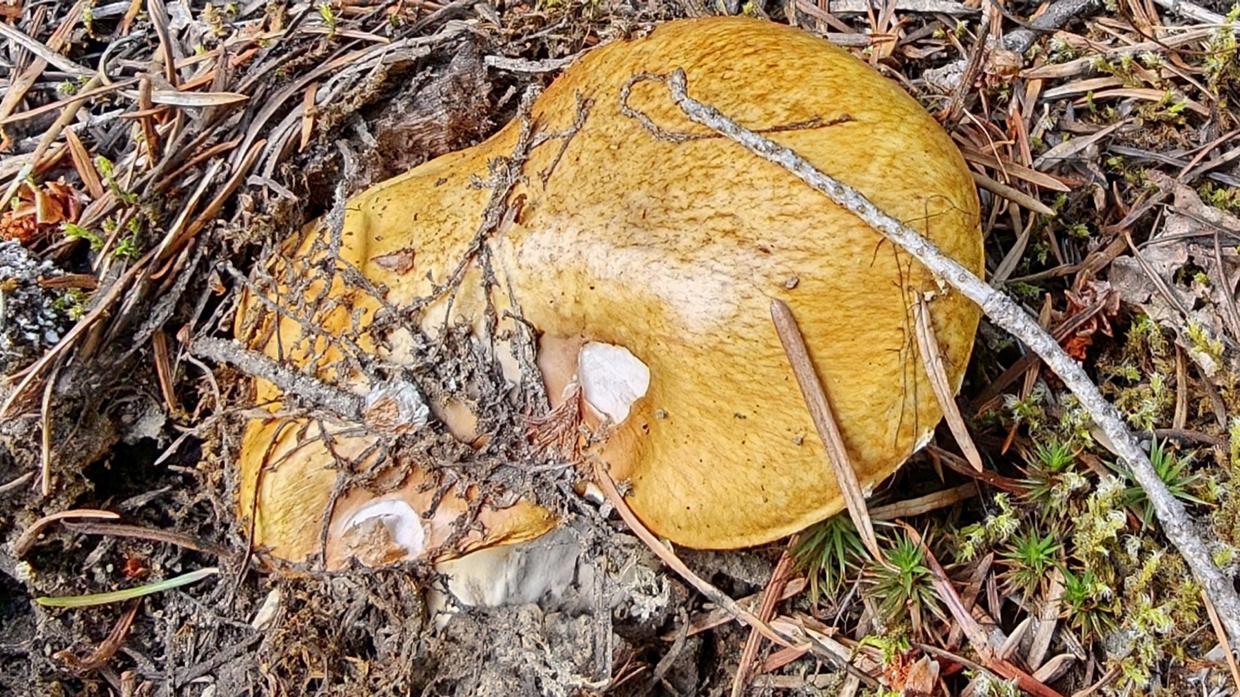 Bolet à pied court (Suillus brevipes)