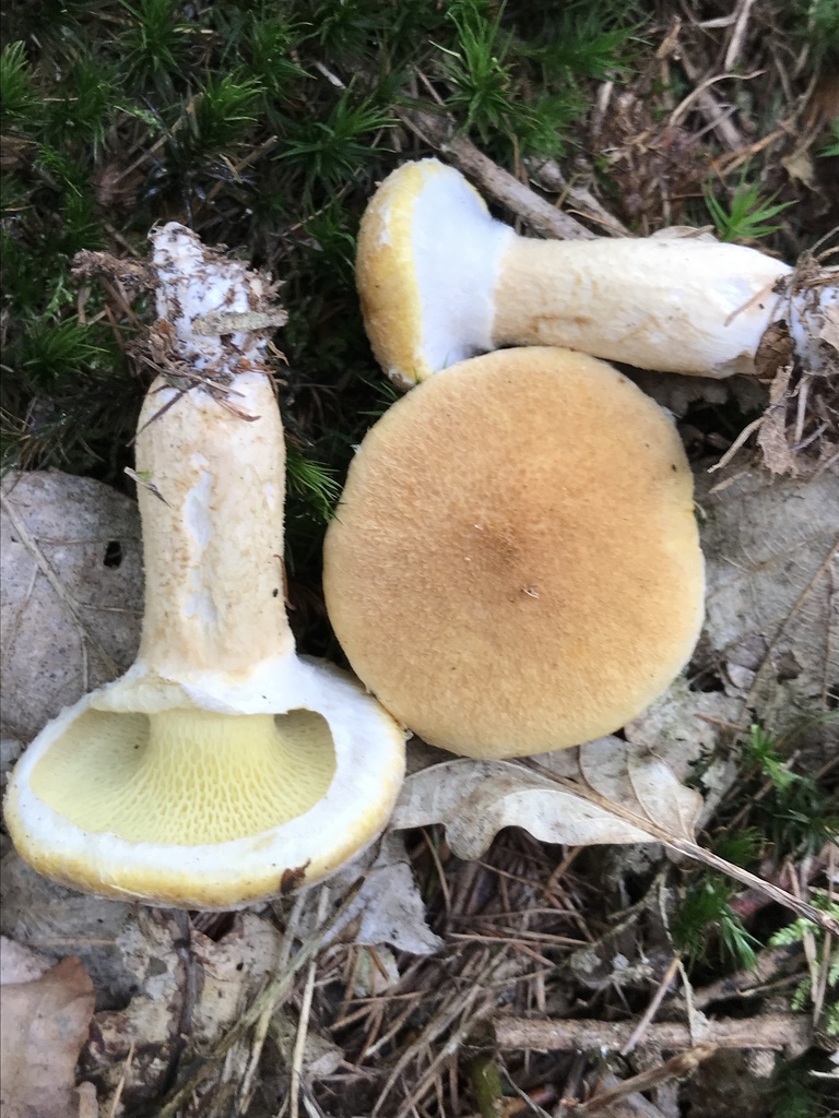 Bolet à pied creux (Boletinus cavipes)