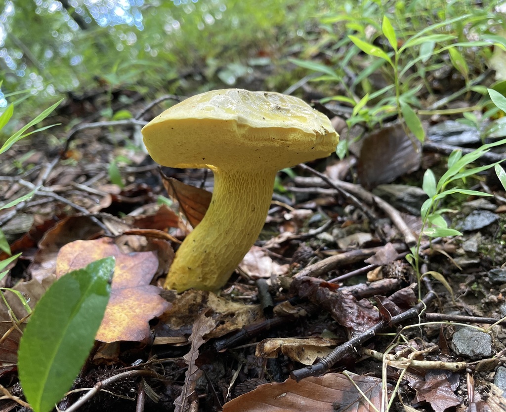 Bolet à pied orné (Retiboletus ornatipes)