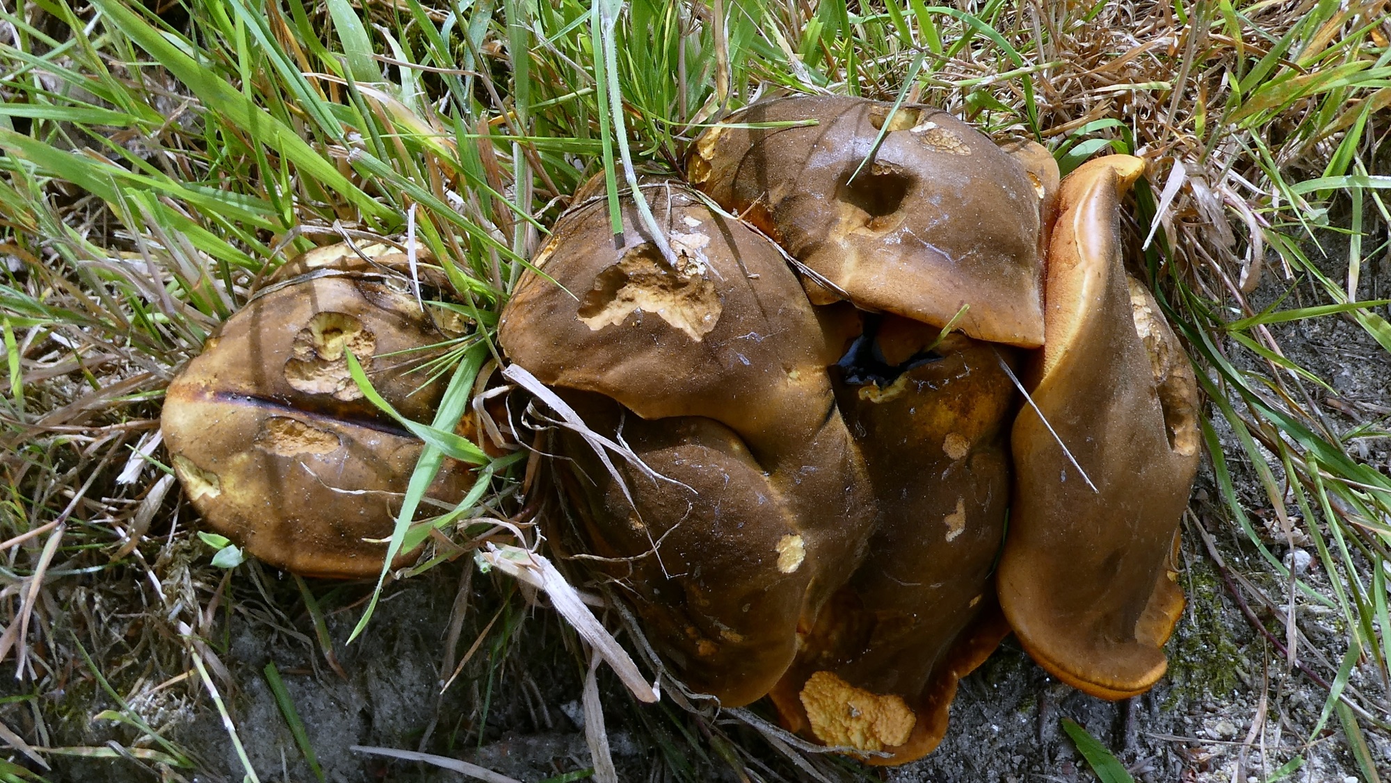 Bolet à pied rouge (Neoboletus erythropus)