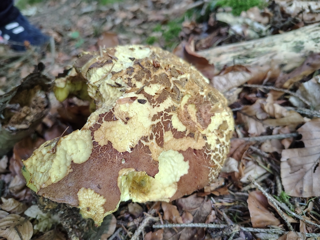 Bolet appendiculé (Butyriboletus appendiculatus)