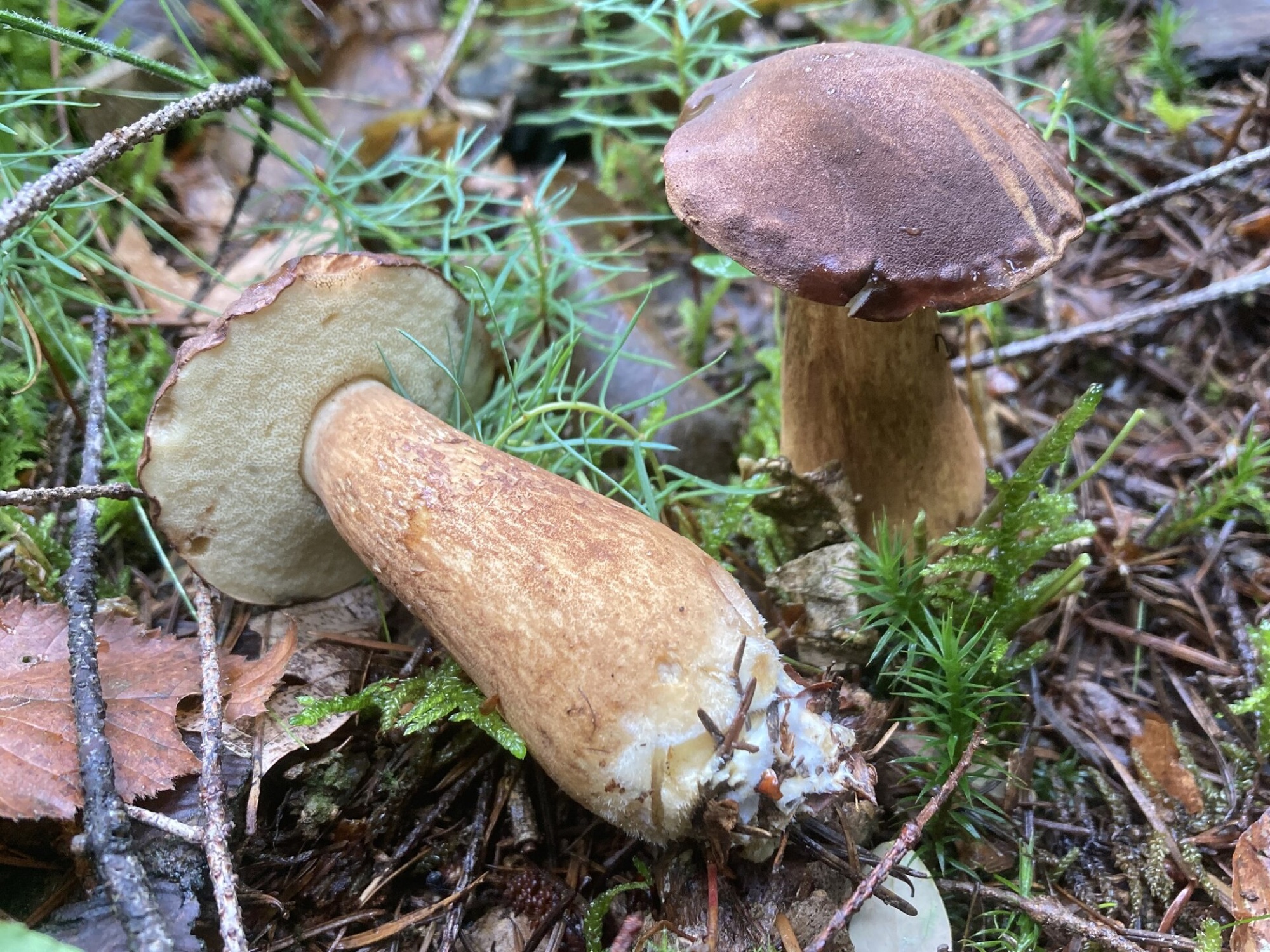 Bolet bai (Imleria badia)