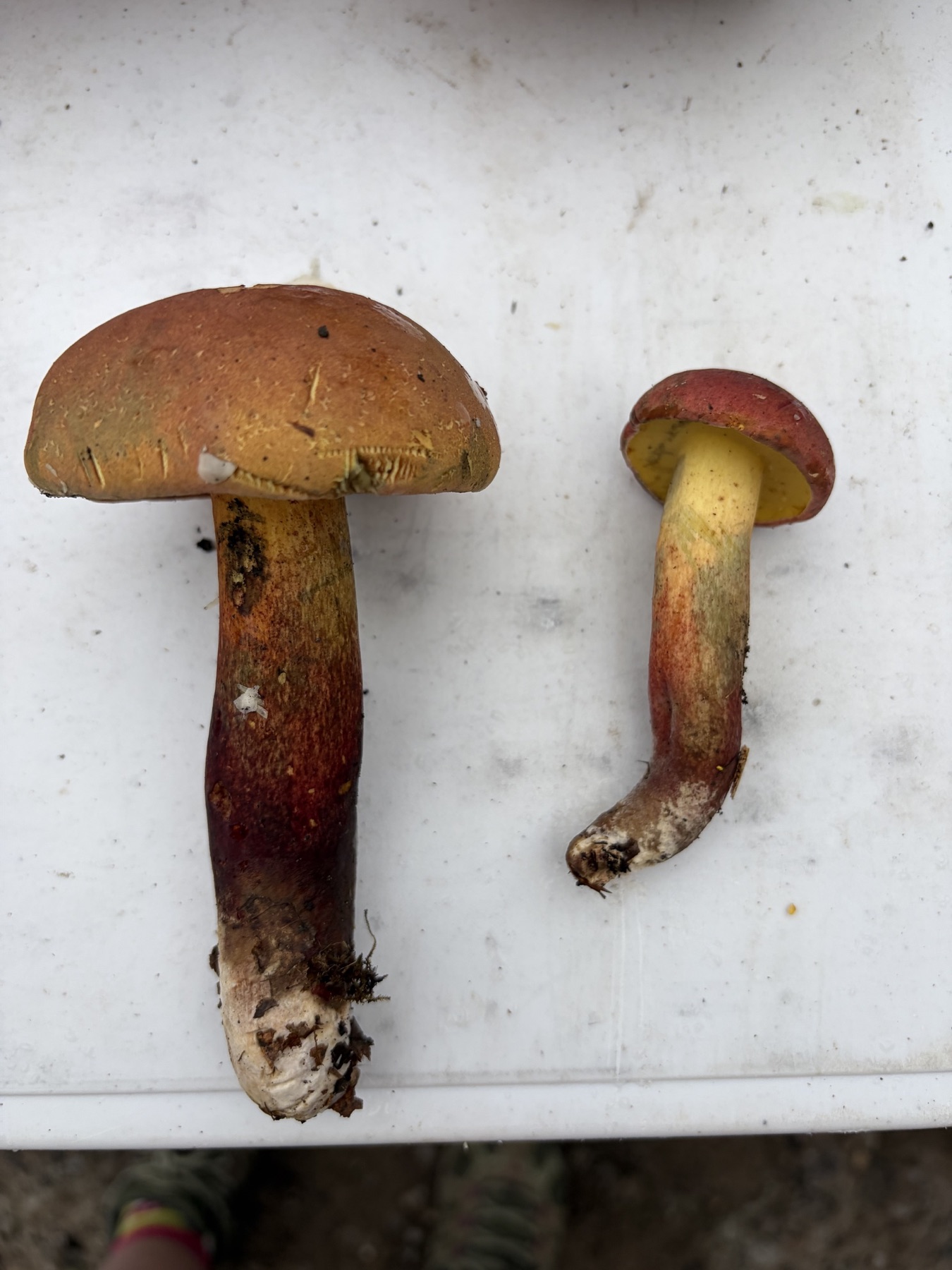 Bolet bicolore (Baorangia bicolor)