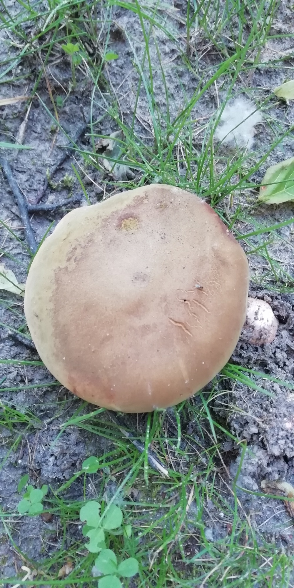 Bolet blafard (Suillellus luridus)