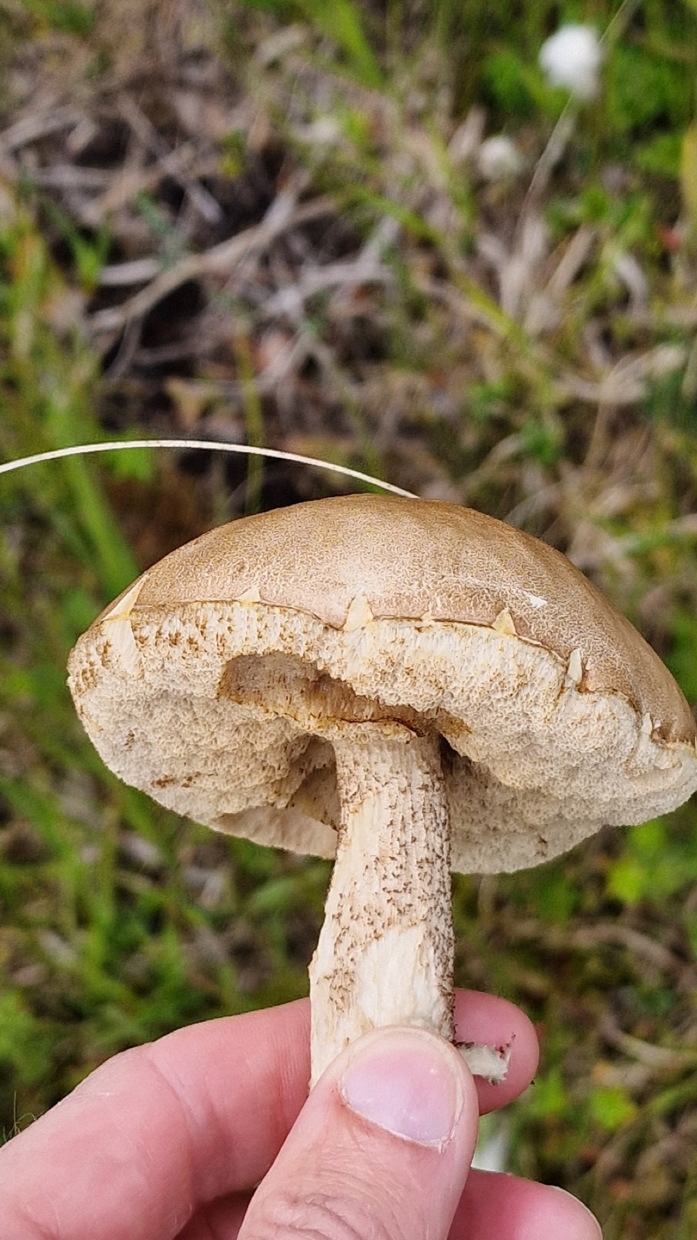 Bolet blanc des marais (Leccinum holopus)