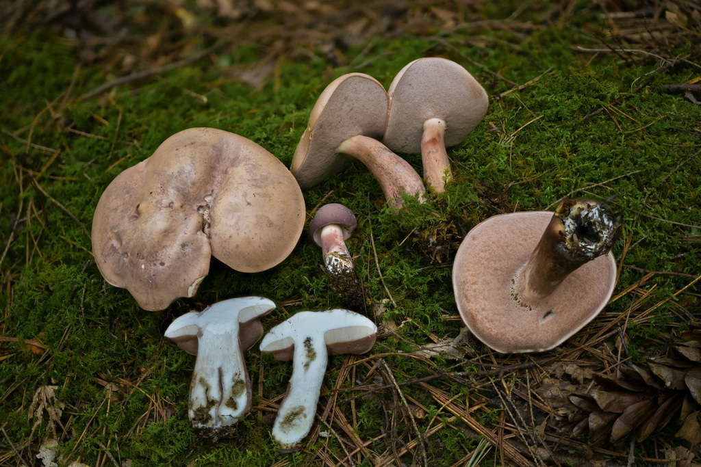 Bolet brun-rouge (Tylopilus rubrobrunneus)