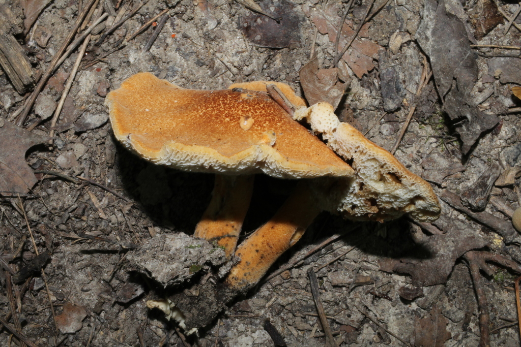 Bolet châtaigne (Gyroporus castaneus)