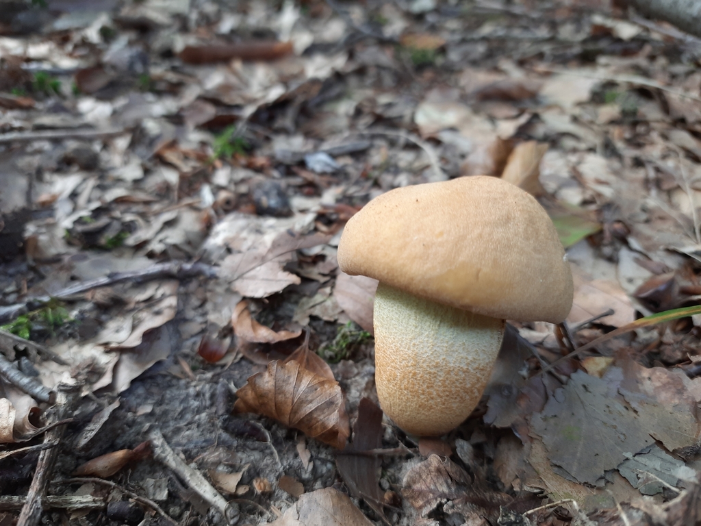 Bolet craquelé (Leccinellum crocipodium)