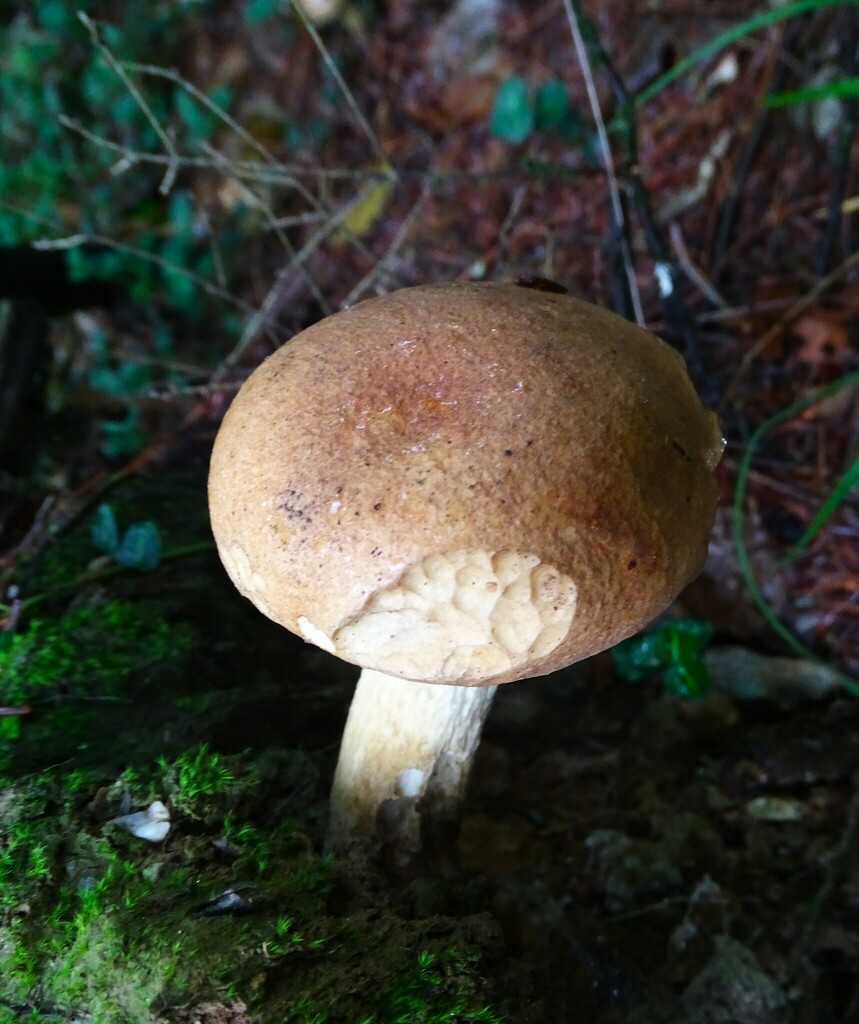 Bolet de fiel (Tylopilus felleus)