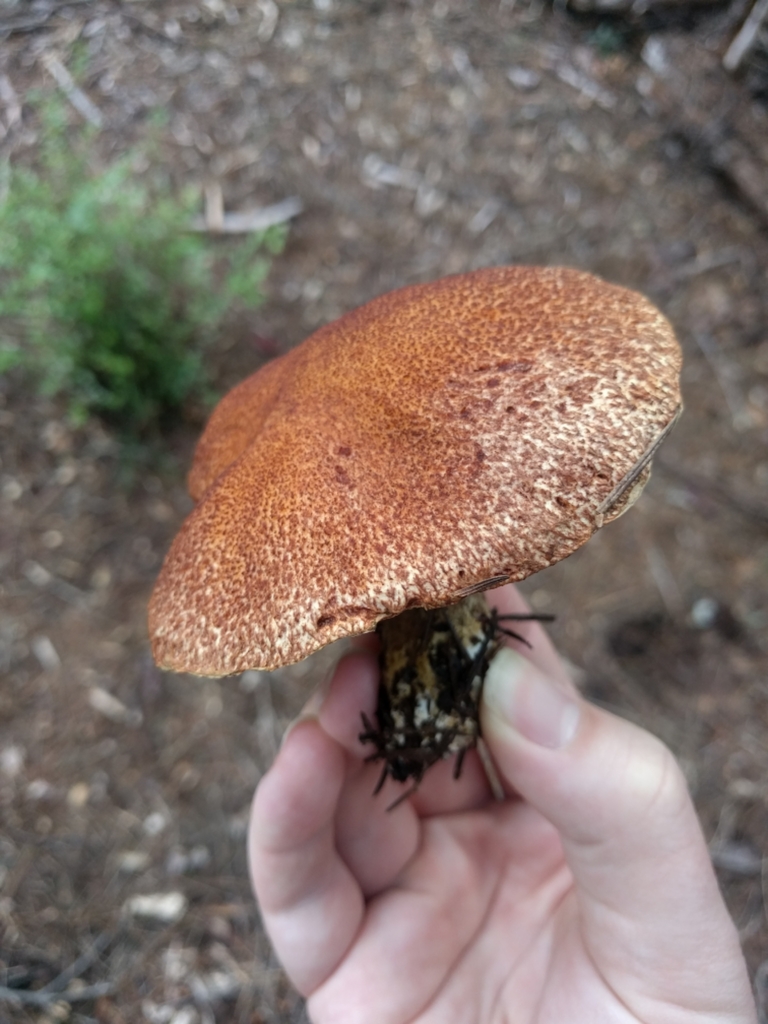 Bolet de Lake (Suillus lakei)