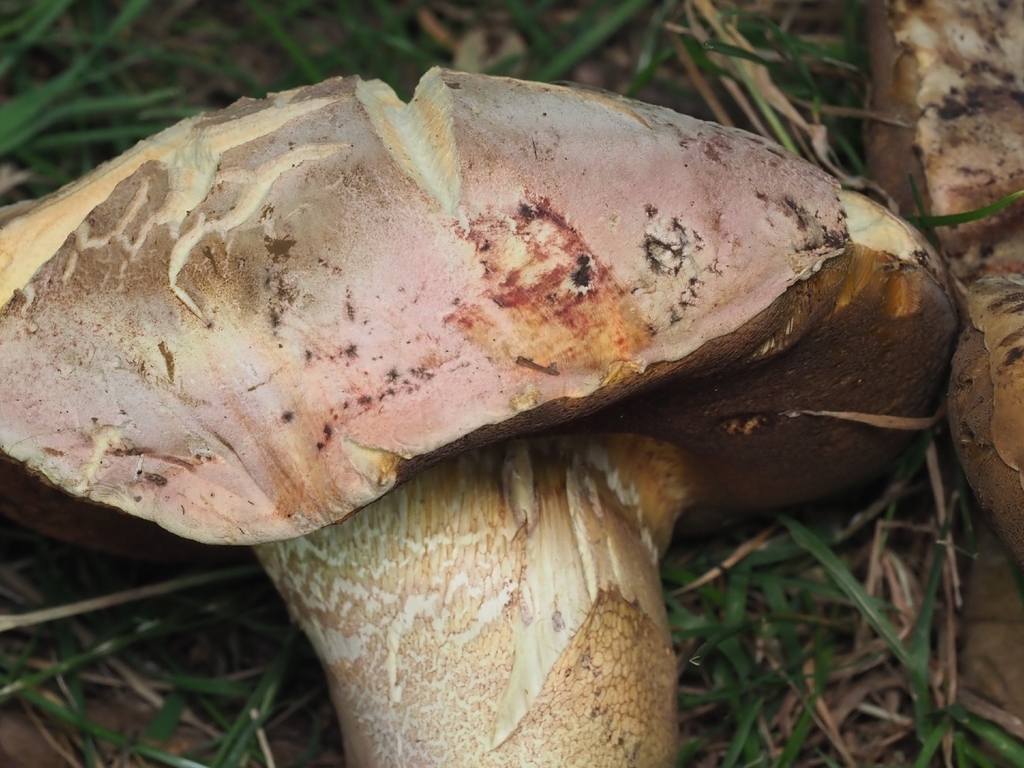 Bolet de Le Gal (Rubroboletus legaliae)
