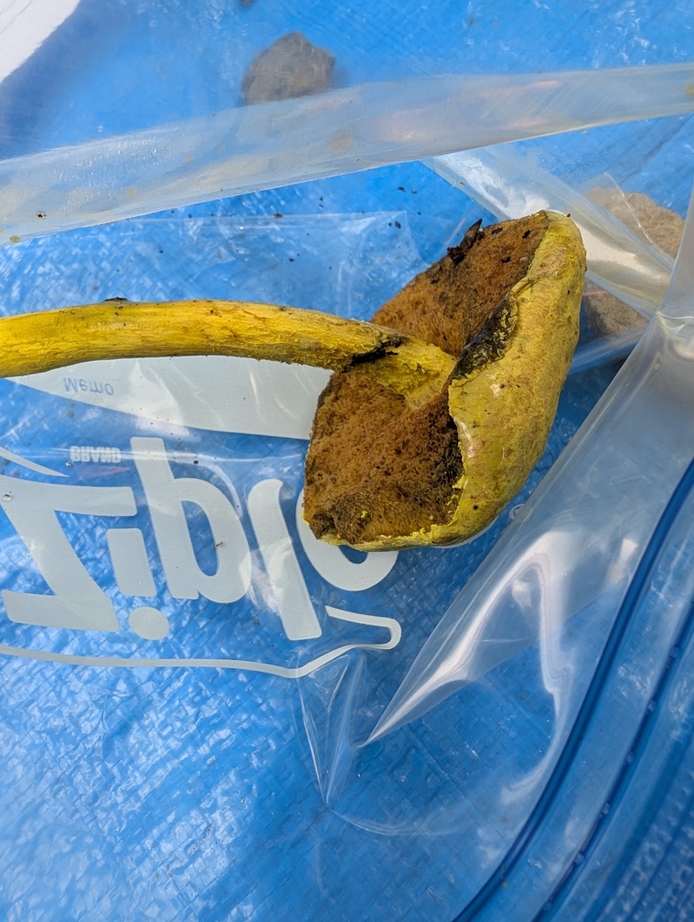 Bolet de Ravenel (Pulveroboletus ravenelii)