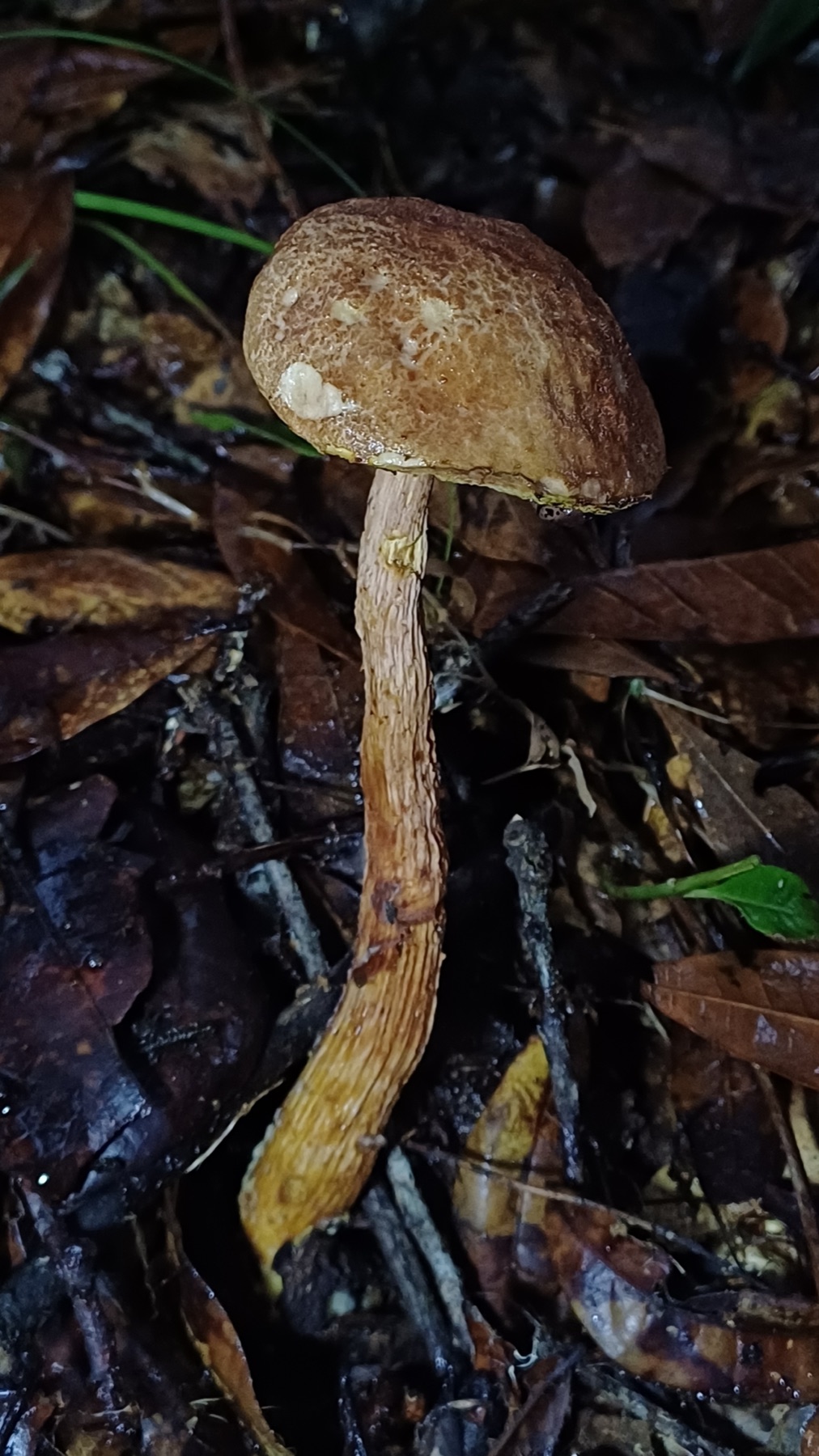 Bolet de Russell (Aureoboletus russellii)