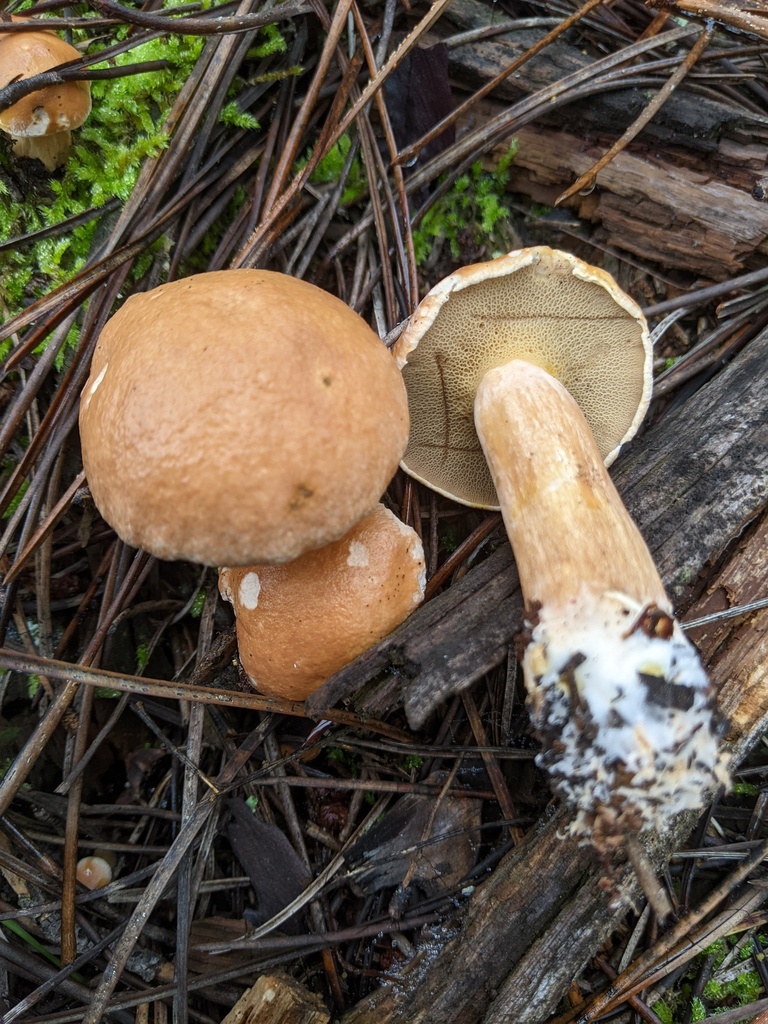 Bolet des bouviers (Suillus bovinus)