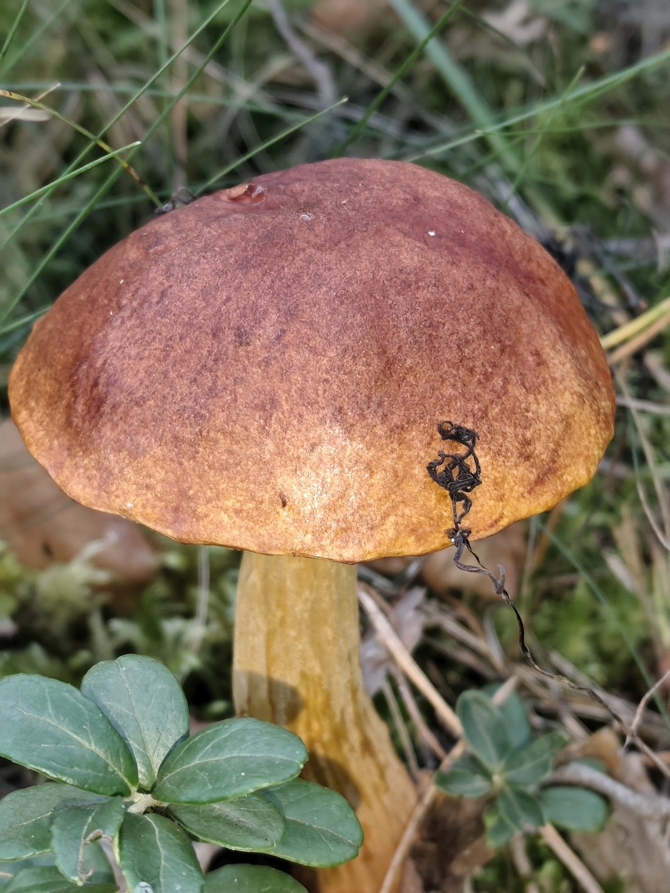 Bolet élancé (Aureoboletus projectellus)