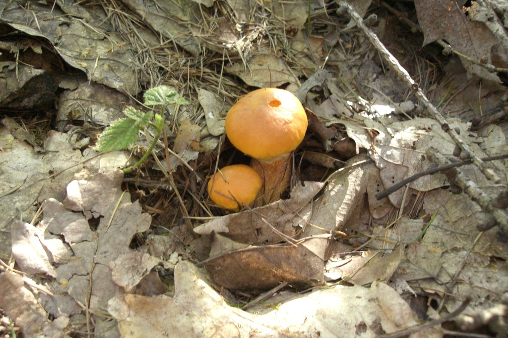 Bolet élégant (Suillus grevillei)
