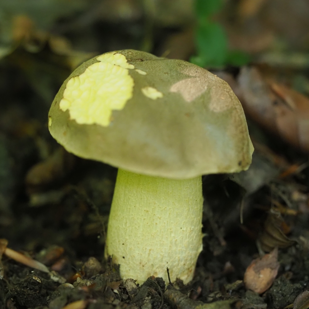 Bolet feutré (Hemileccinum impolitum)