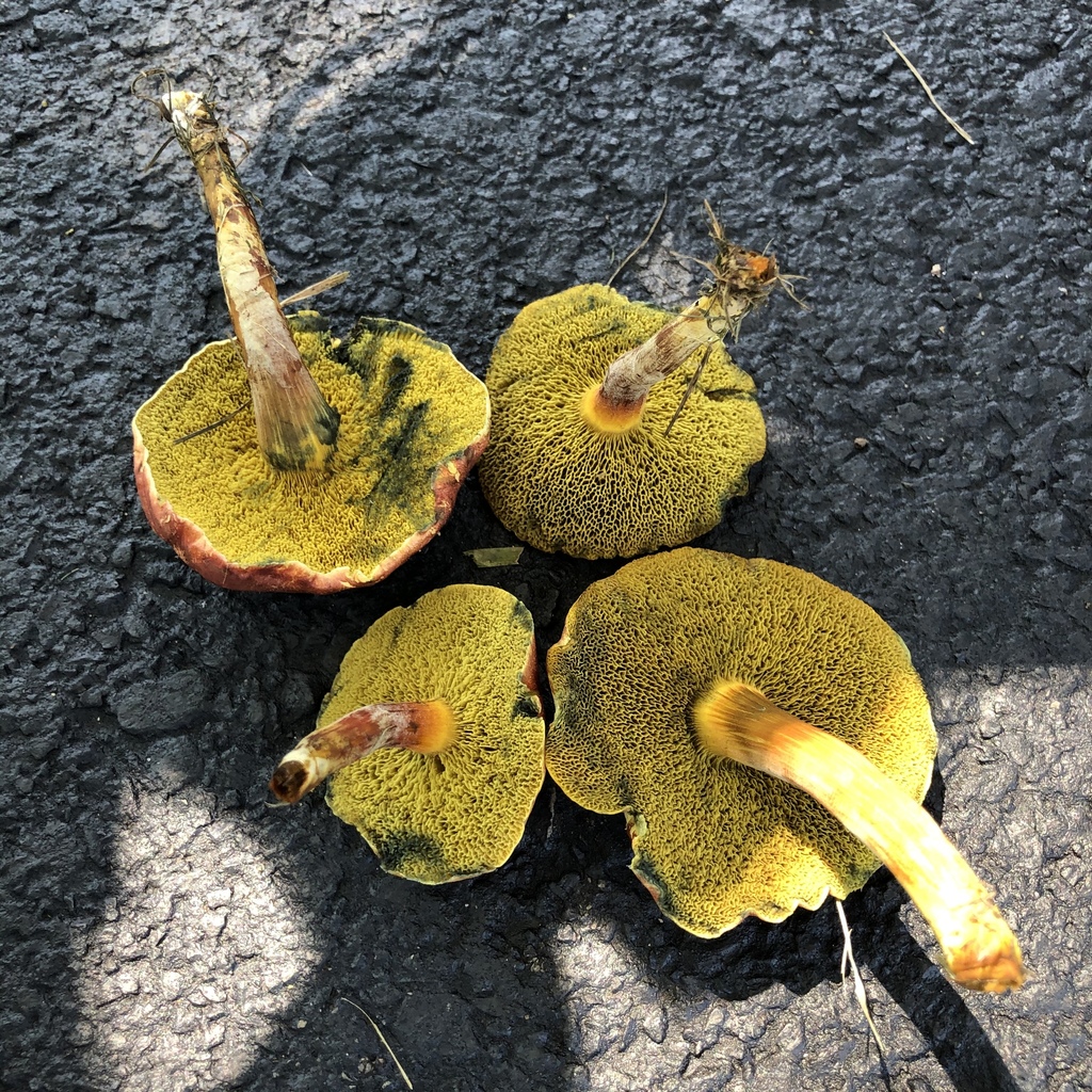 Bolet framboise (Hortiboletus rubellus)