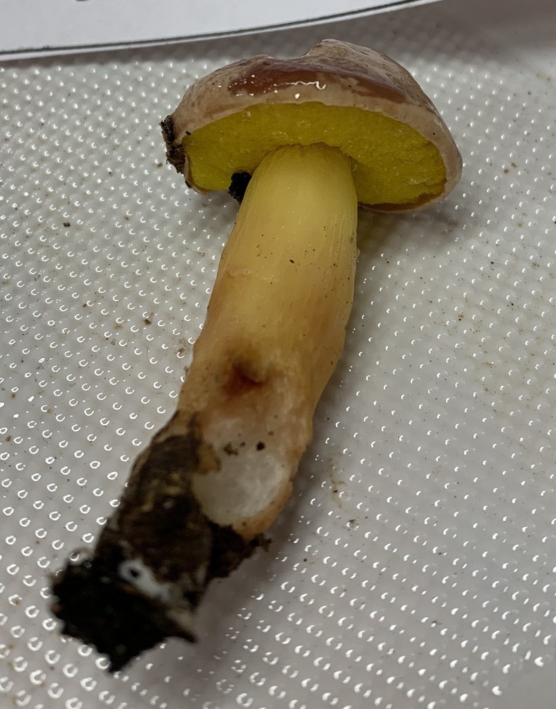 Bolet gentil (Aureoboletus gentilis)