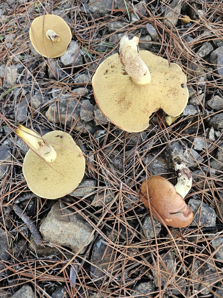 Bolet granuleux (Suillus granulatus)