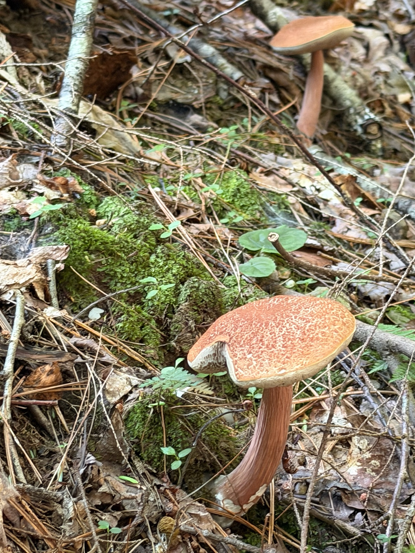Bolet grêle (Austroboletus gracilis)