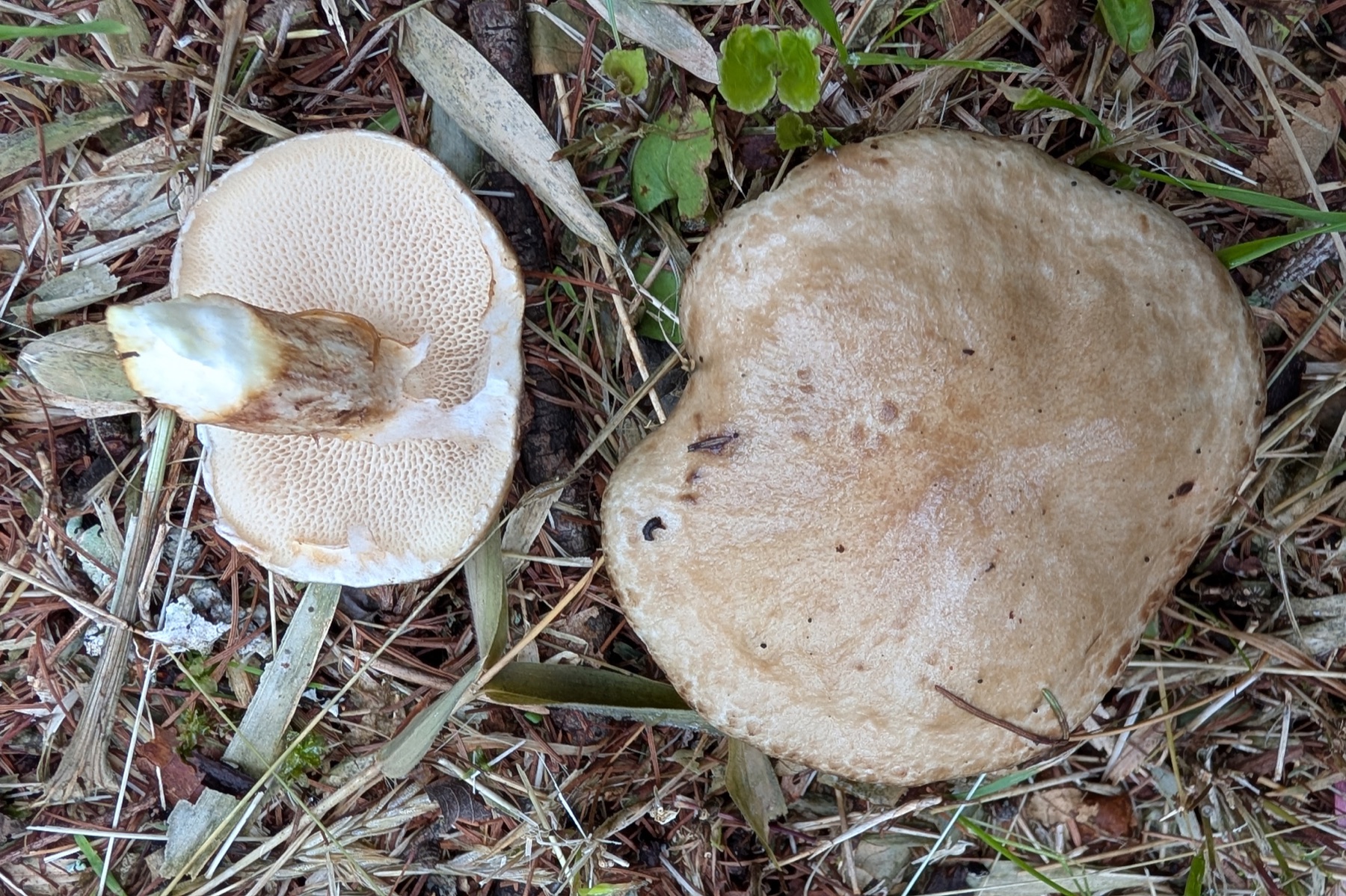 Bolet gris des mélèzes (Suillus viscidus)