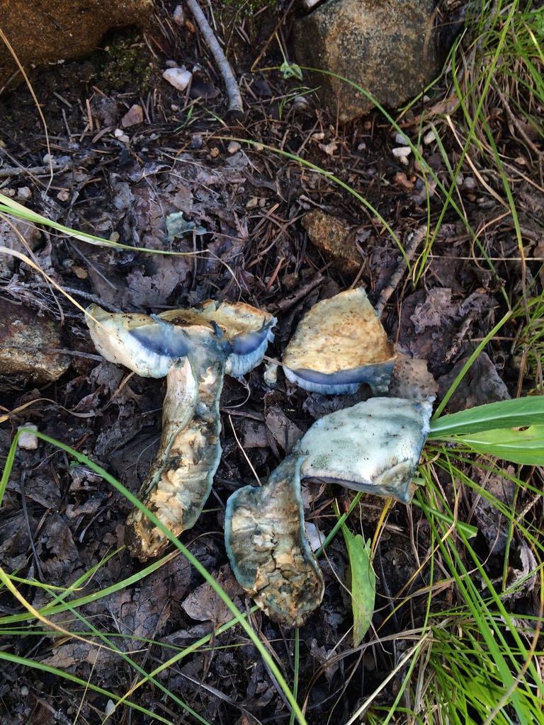 Bolet indigo (Gyroporus cyanescens)