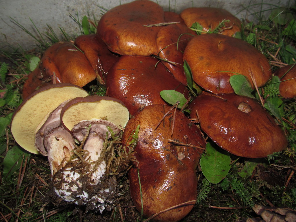 Bolet jaune (Suillus luteus)