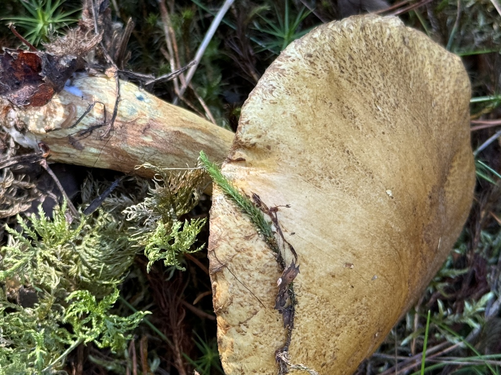 Bolet moucheté (Suillus variegatus)