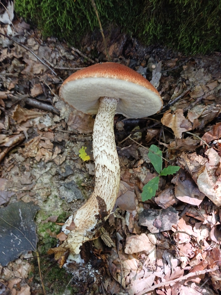 Bolet orangé (Leccinum aurantiacum)