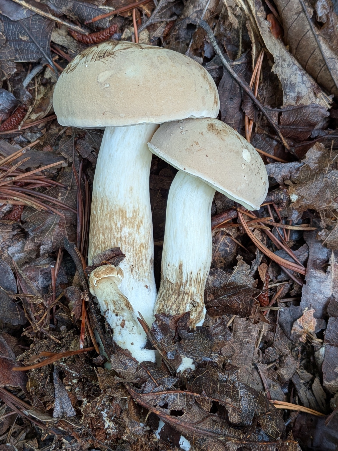 Bolet pâle (Imleria pallida)