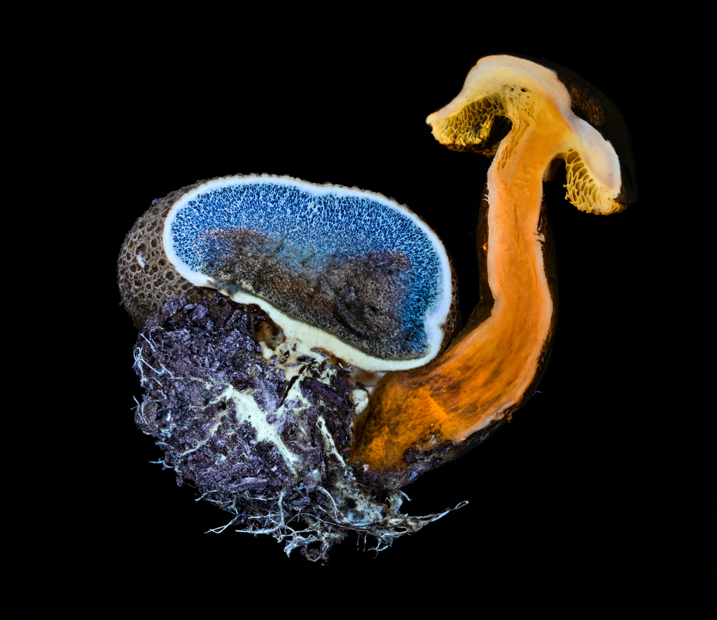 Bolet parasite (Pseudoboletus parasiticus)