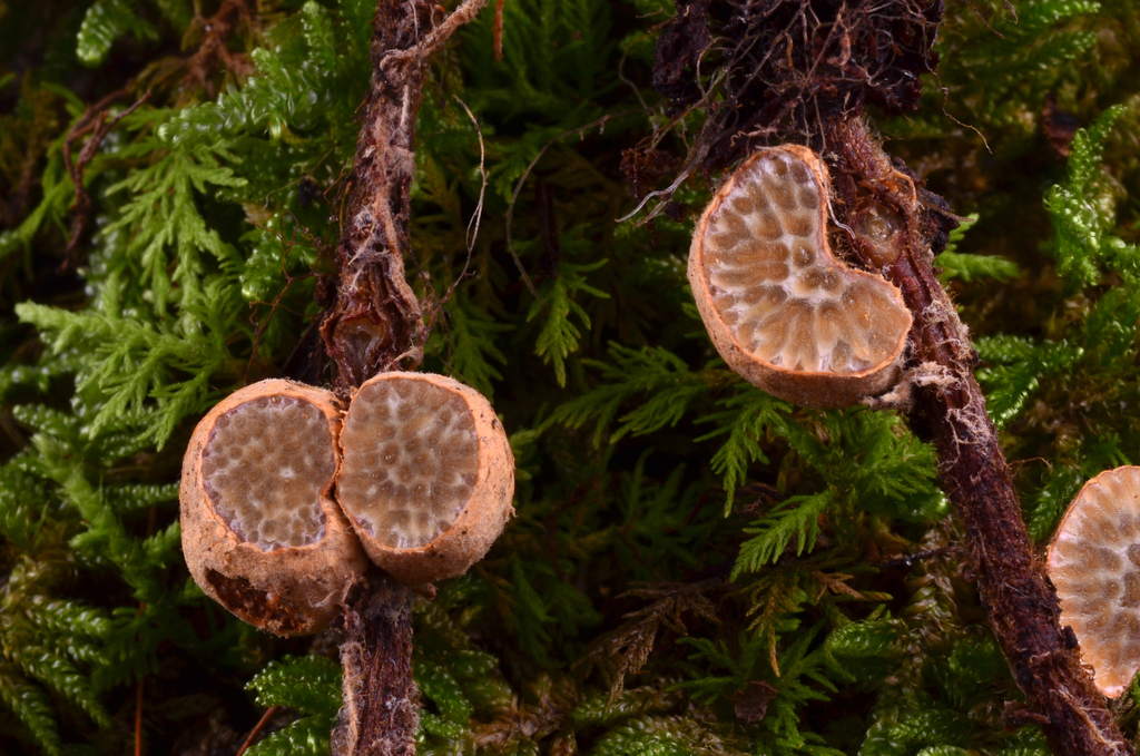Bolet peint (Suillus spraguei)