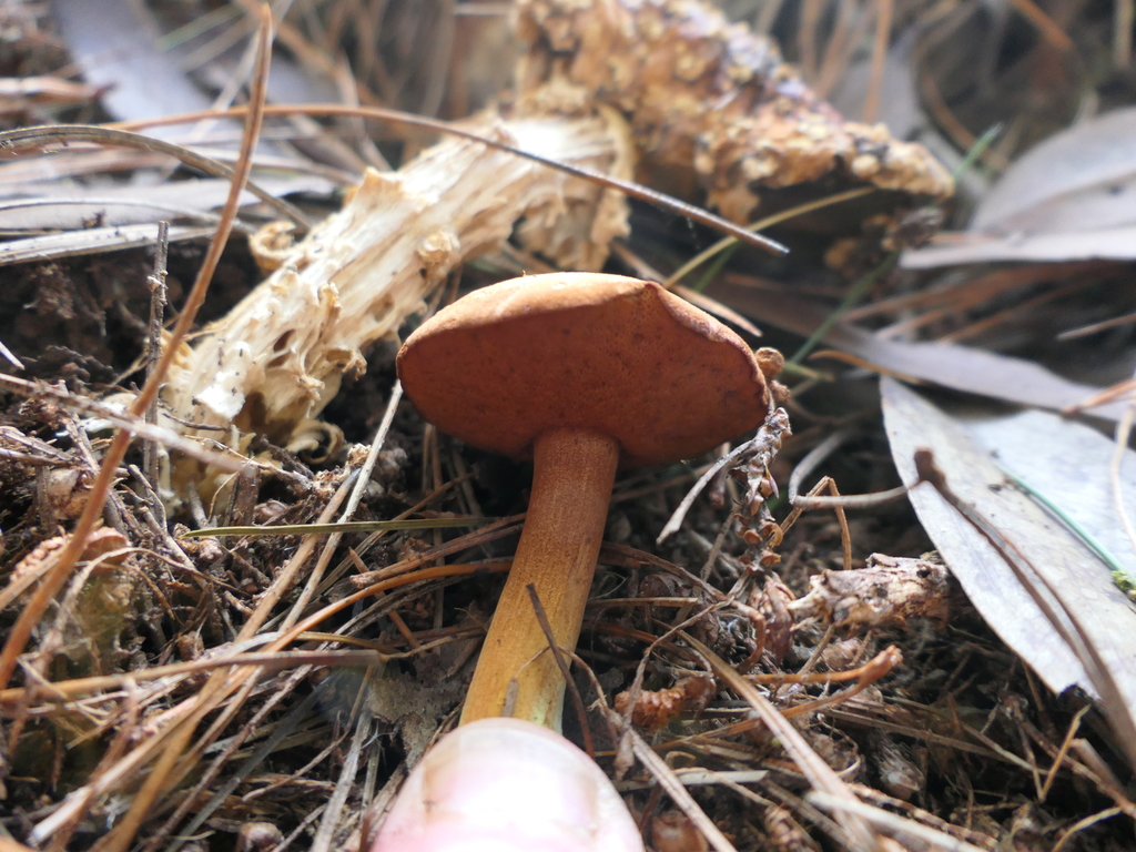 Bolet poivré (Chalciporus piperatus)