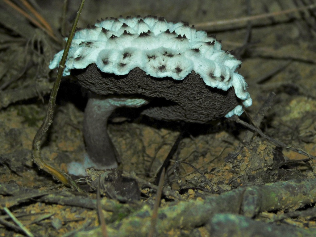 Bolet pomme-de-pin (Strobilomyces strobilaceus)