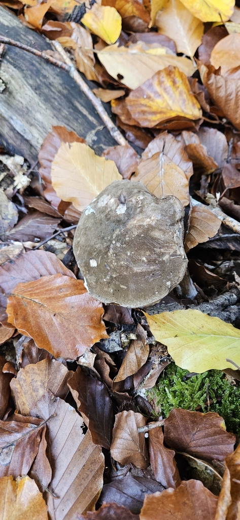 Bolet porphyre (Porphyrellus porphyrosporus)