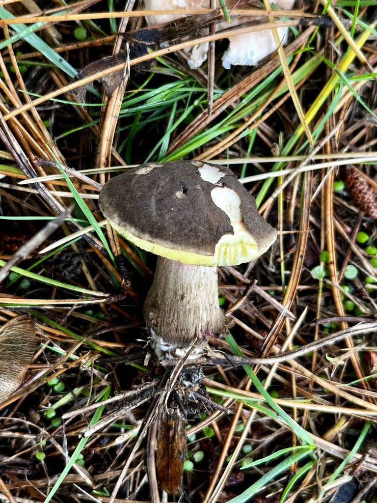 Bolet pruineux (Xerocomellus pruinatus)