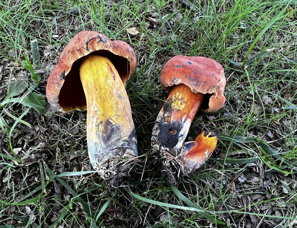 Bolet pulvérulent (Cyanoboletus pulverulentus)