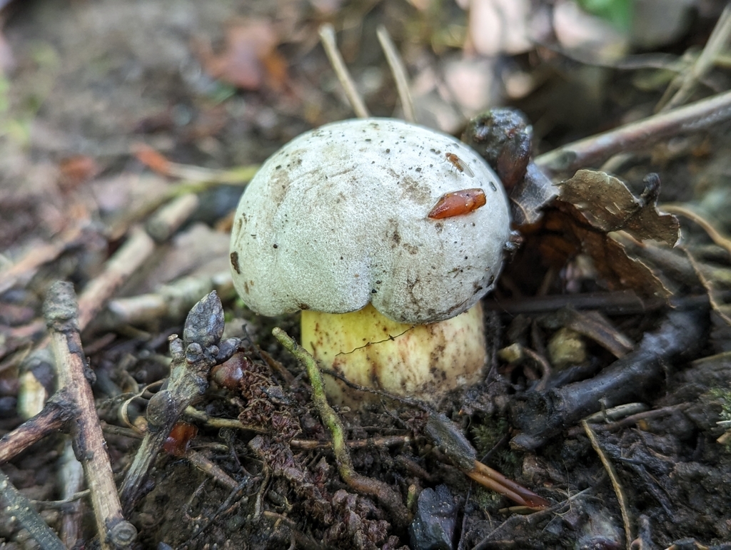 Bolet radicant (Caloboletus radicans)
